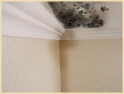 Lake Worth Restoration Company Lake Worth, FL 561-342-1965 Lake Worth Restoration Company Lake Worth, FL 561-342-1965